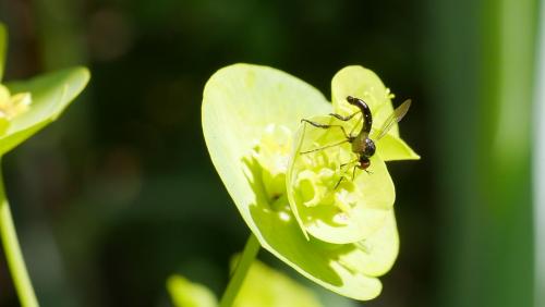 Empis nigritarsis